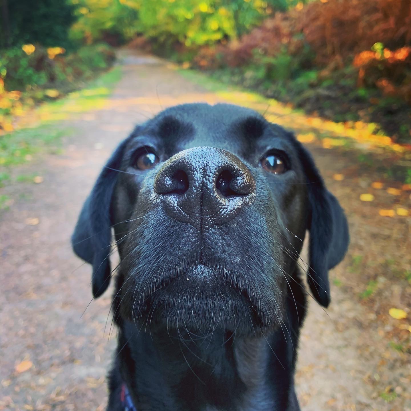 Luna, Office Mascot